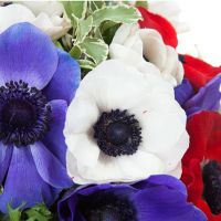 Букет «Шарлотта» из 21 анемона  