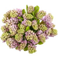 Букет из 25 гиацинтов