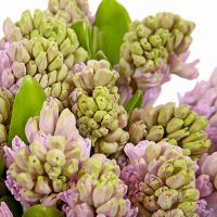 Букет из 25 гиацинтов