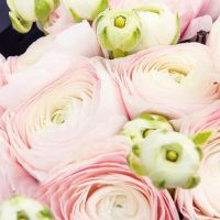 Букет из 15 ранункулюсов в крафте