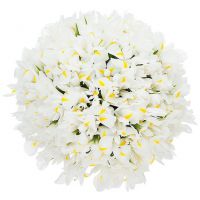 Букет из 51 ириса белого