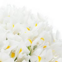 Букет из 51 ириса белого