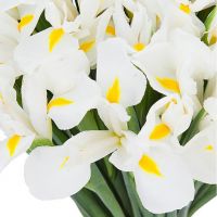 Букет из 51 ириса белого