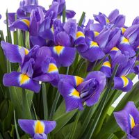 Букет «Нимфа» из 51 ириса