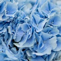 5 голубых гортензий с оформлением