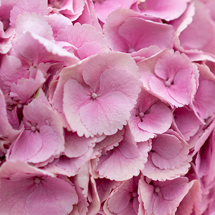 5 розовых гортензий с оформлением