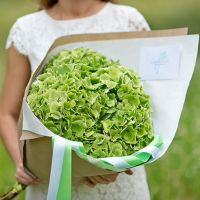 5 зеленых гортензий с оформлением