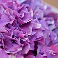 5 фиолетовых гортензий с оформлением