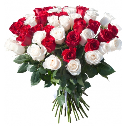 51 роза красная + белая (40 см)