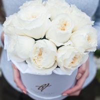 Душистые пионовидные розы Остина «Пейшнс» в белой коробке Small