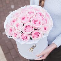 Пионовидные розы Остина «Миранда» в белой коробке Royal