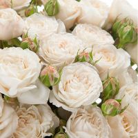 Букет из пионовидных роз «Герцогиня»