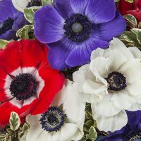 Букет из анемонов «Феерия» 