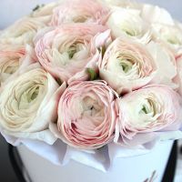 Нежно-розовые ранункулюсы в белой коробке Royal