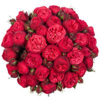 Букет из 49 пионовидных роз «Red piano»