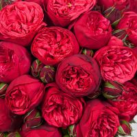 Букет из 49 пионовидных роз «Red piano»