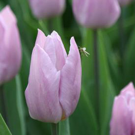 Тюльпан нежно-фиолетовый «Candy prince»