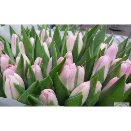 Тюльпан нежно-розовый  «Dinasty»