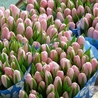 Тюльпан нежно-розовый  «Dinasty»