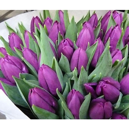 Тюльпан фиолетовый «Purple flag»