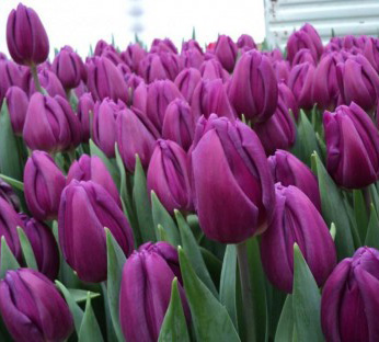 Тюльпан фиолетовый «Purple flag»