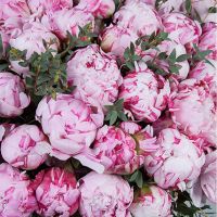 101 пион в корзине