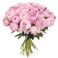 Букет из 35 розовых пионов «Сара Бернар»