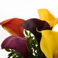 Букет из разноцветных калл №25