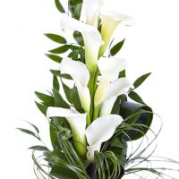 Букет из белых калл №26