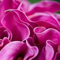 Букет из калл №30