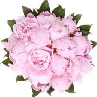 Букет с пионами «Сара Бернар» №68