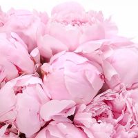 Букет с пионами «Сара Бернар» №68