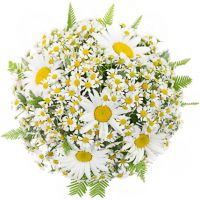 Свадебный букет невесты из ромашек №133