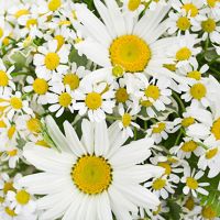 Свадебный букет невесты из ромашек №133