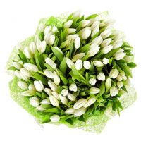 101 тюльпан белый