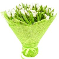 101 тюльпан белый