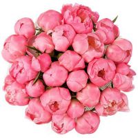 Букет из 25 коралловых пионов