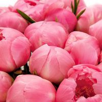 Букет из 25 коралловых пионов