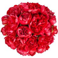 Букет из 21 красного пиона