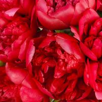 Букет из 21 красного пиона