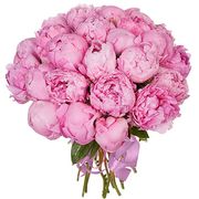 Букет из 25 розовых пионов