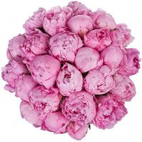 Букет из 25 розовых пионов