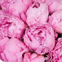 Букет из 25 розовых пионов