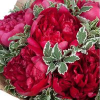 Букет бордовых пионов  «Бархат»
