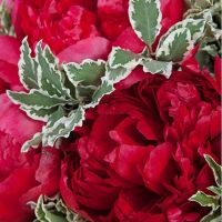 Букет бордовых пионов  «Бархат»