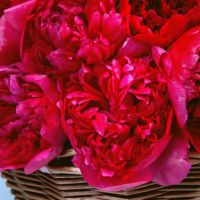 Корзина с пионами «Красная шапочка»