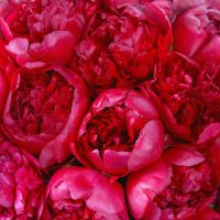 Корзина с пионами «Красная шапочка»