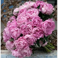 Букет из 31 пиона