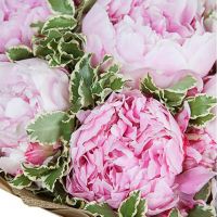 Букет из 7 нежно-розовых пионов