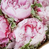 Букет из 7 нежно-розовых пионов